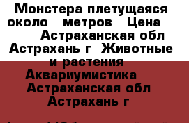 Монстера плетущаяся около 5 метров › Цена ­ 2 500 - Астраханская обл., Астрахань г. Животные и растения » Аквариумистика   . Астраханская обл.,Астрахань г.